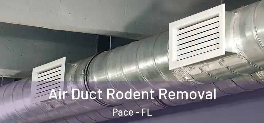  Air Duct Rodent Removal Pace - FL